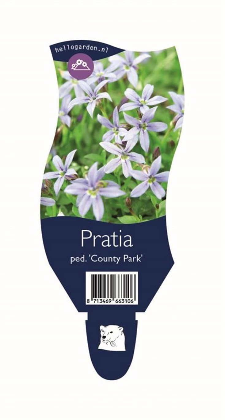 Pratia pedunculata 'County Park' - P11